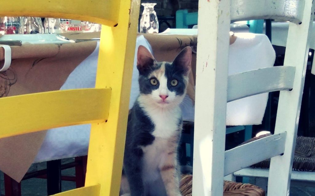 Why Are There So Many Cats In Greece?