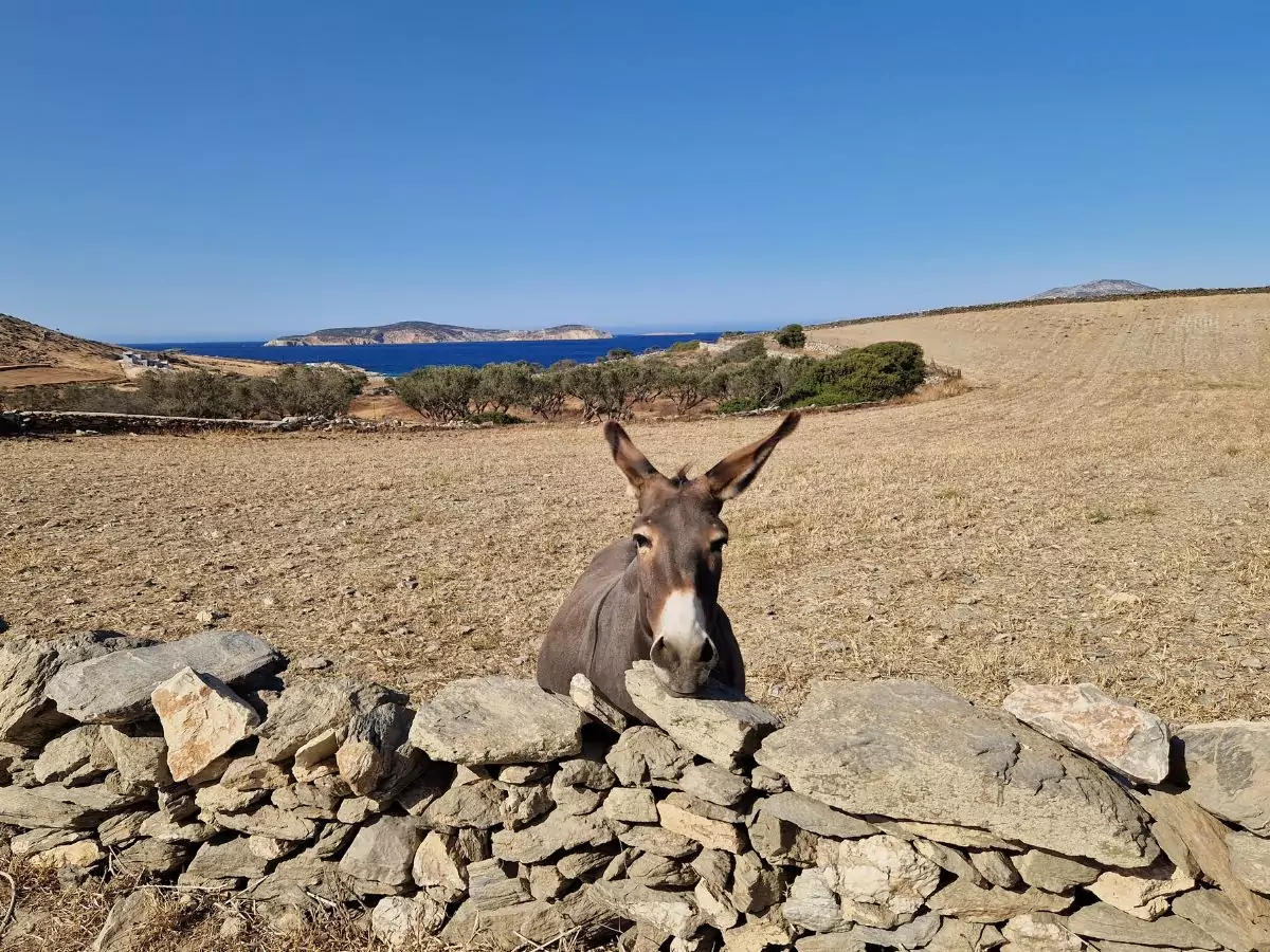 Tips for Greece in summer