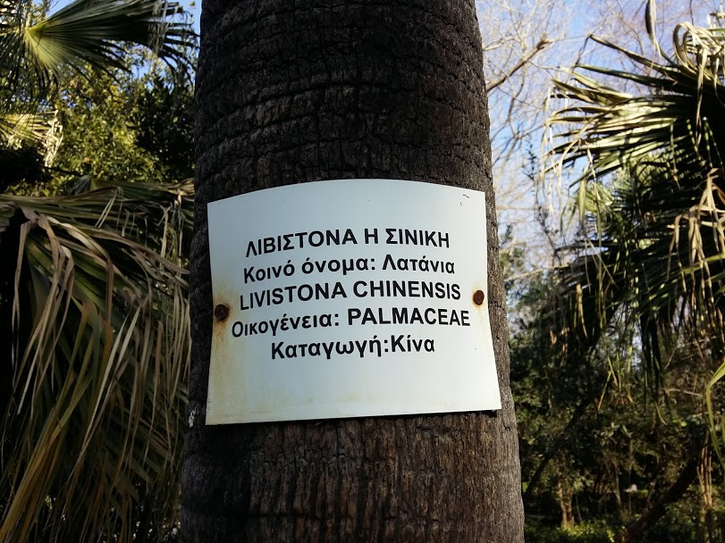 National Gardens in Athens imported tree