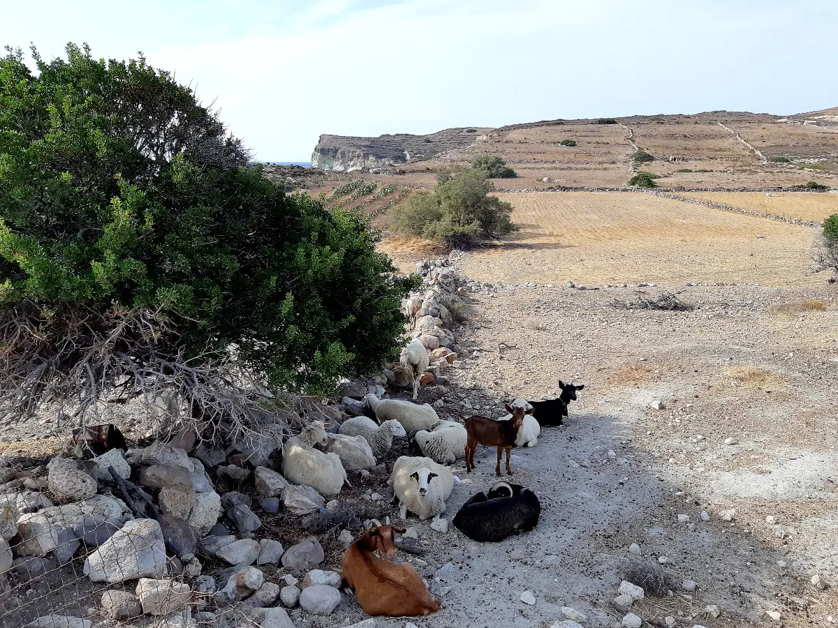 Goats in Kimolos Greece