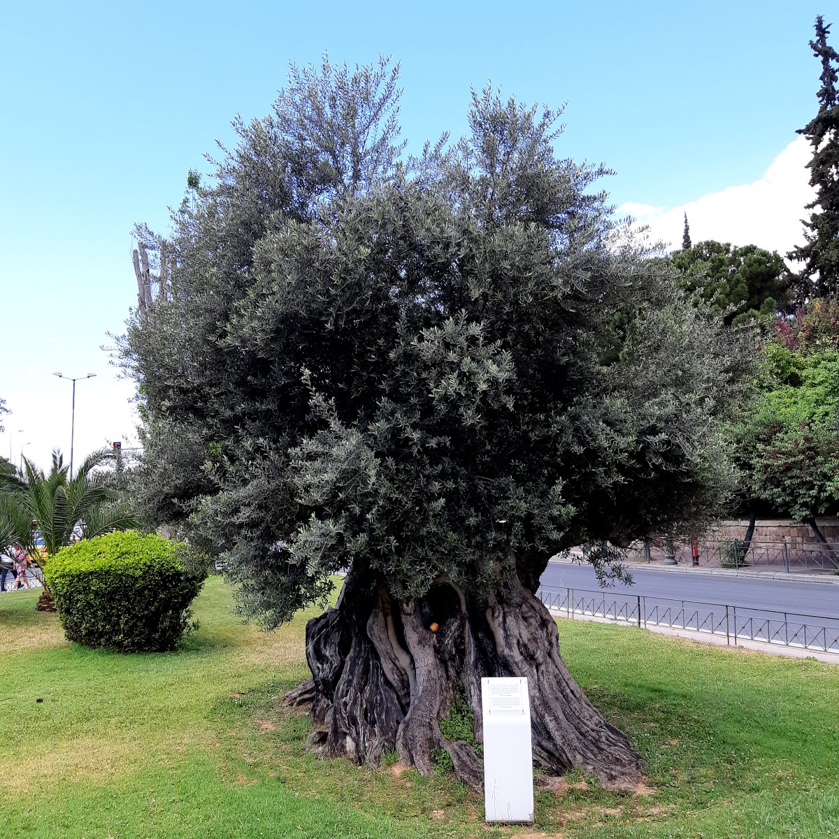 Ancient olive tree in Greece