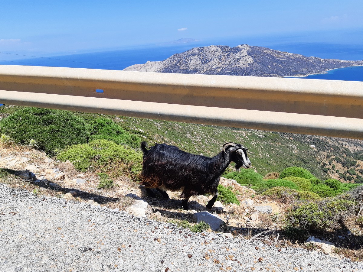 A goat on Amorgos island Greece