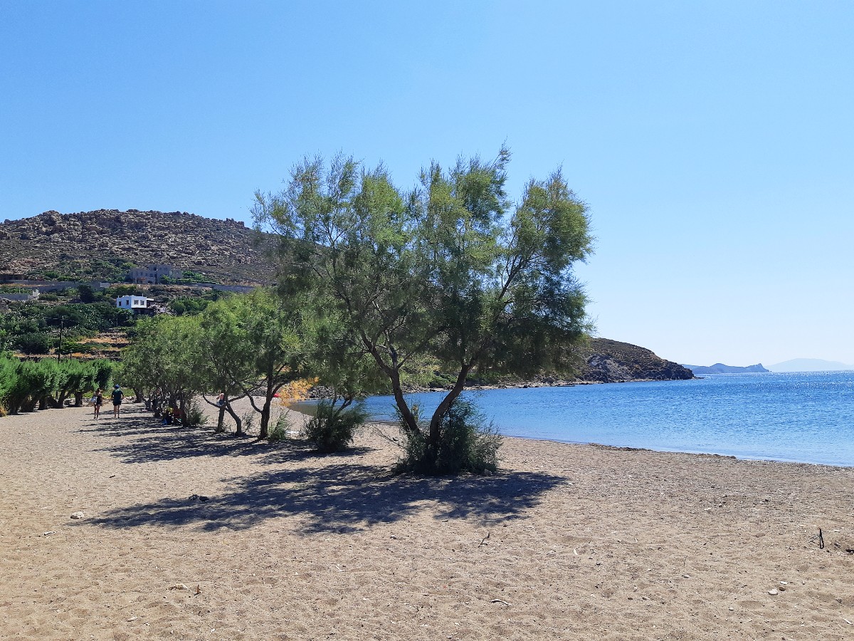 A tree in Agriolivado beach Patmos