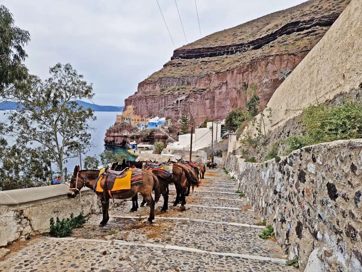 Please don't ride the donkeys in Santorini!