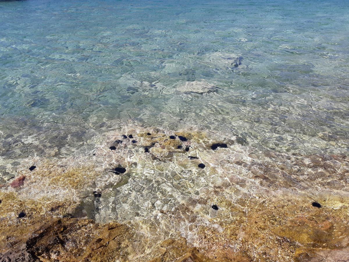 Sea urchins on the Greek islands